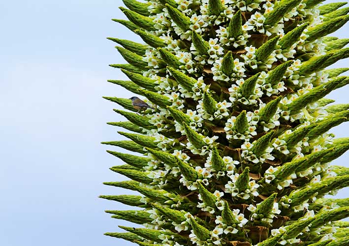 Conoce el Bosque de Puyas de Chanchayllo